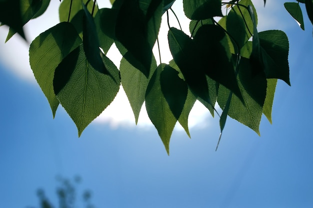 Frisse groene bladeren van bomen aan een heldere blauwe lucht