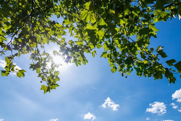 Frisse groene bomen en blauwe lucht en wolken