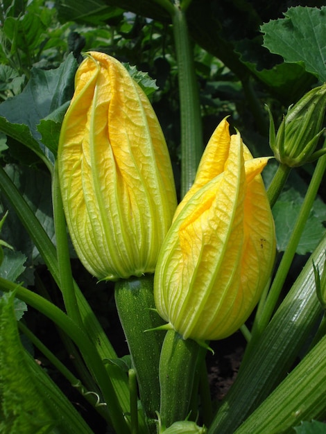 Frisse groene courgette met grote gele structuurbloemen Tuinplant en culinaire lekkernij