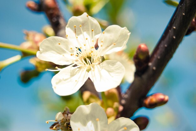 Frisse lente mooie bloemen van de kersenboom