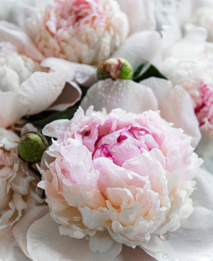Foto frisse lichtroze pioenbloemen als natuurlijke tafel