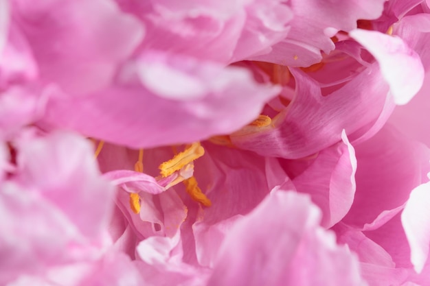 Frisse Pastelkleurige Roze pioen in volle bloei