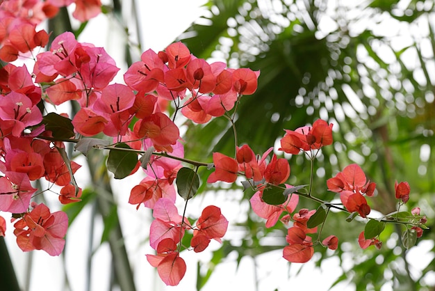 Frisse roze bougainville