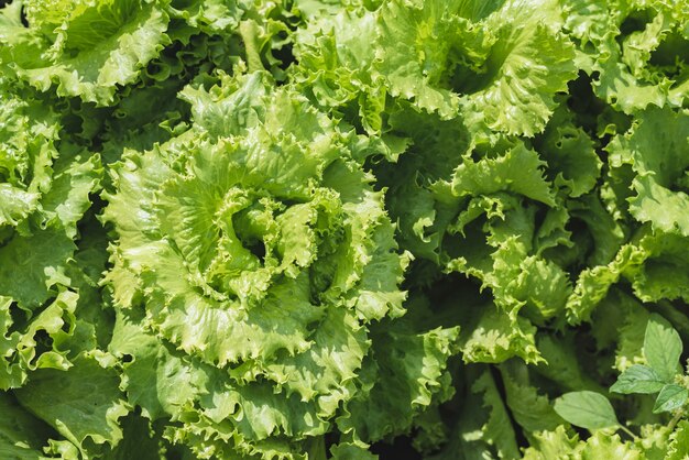 Frisse salade groeit in de zomer in een moestuin in een dorp