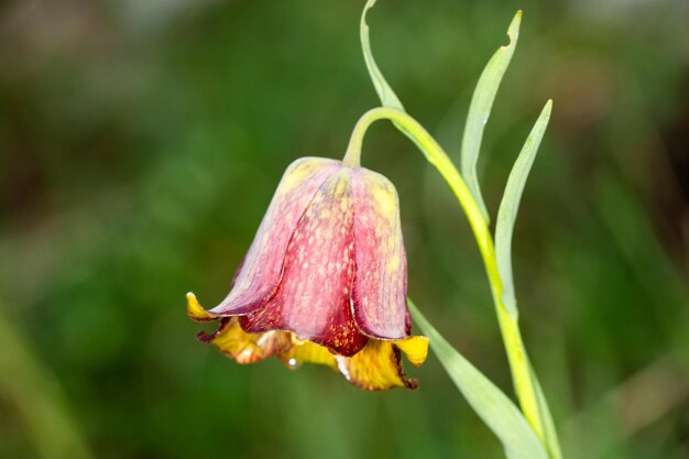 Photo fritillaira blooming in spring in the pyrenees