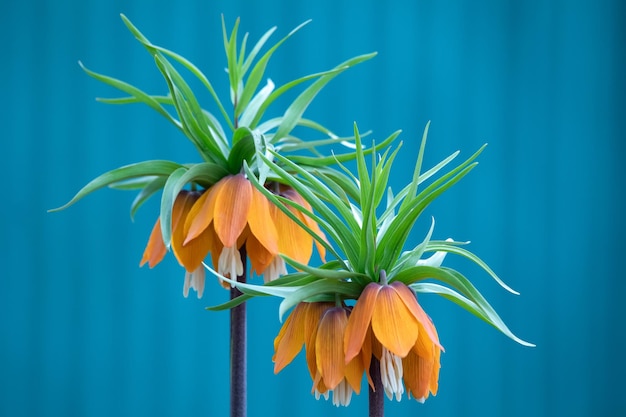 Fritillaria imperialis crown imperial fritillary of kaiser crown is een soort van bloeiende plant in de lelie familie Fritillaria imperialis close-up