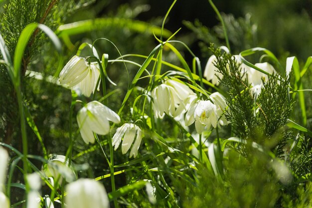 写真 緑の葉の白い花と緑色の葉のフリティラリア植物 庭の夏の朝