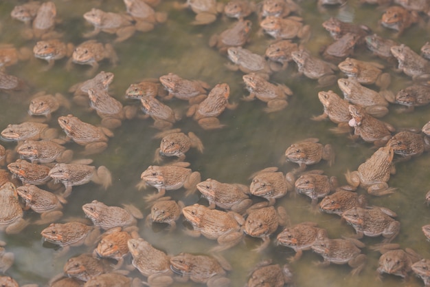 有機農場のカエルの動物