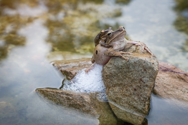 Frog breeding on the rocks on the water