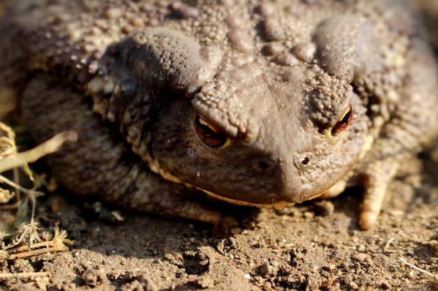 Photo frog bufo bufo toad adnimal macro photography nature