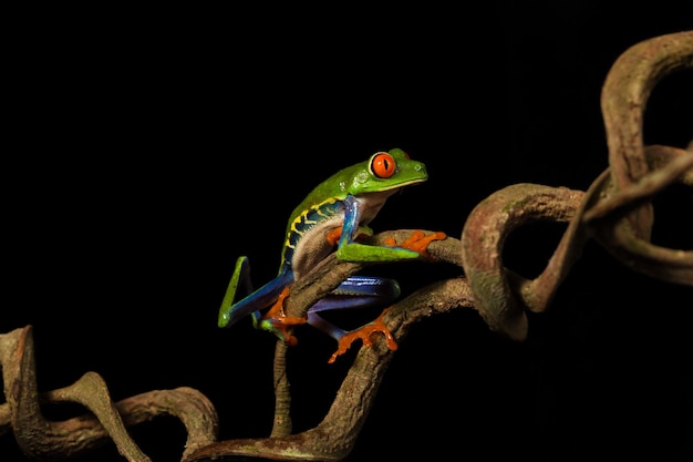 Frog climbing a branch