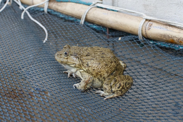 写真 カエルのクローズアップ動物アート