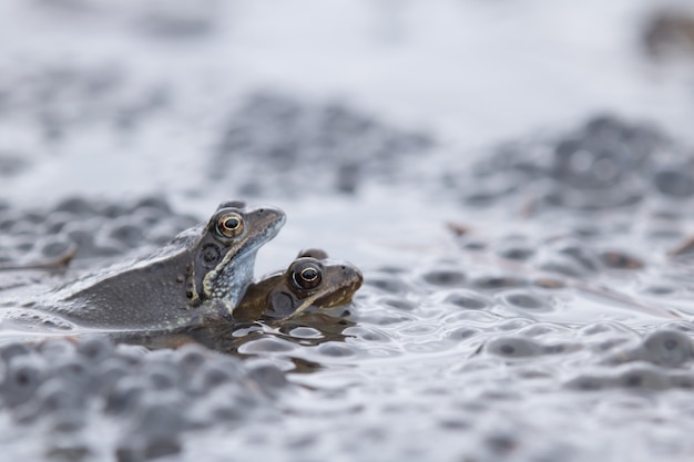 사진 개구리, 일반적인 두꺼비, bufo bufo, 자연 환경에서 유럽 개구리