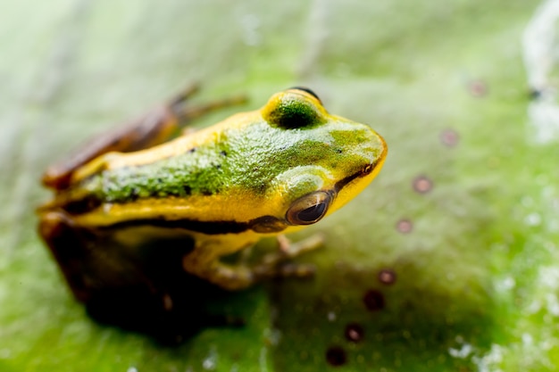 frog crawling between leafs in jungle