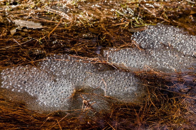 Photo frog eggs from the common frog, rana temporaria. several clusters lying in water in april. birkenes, norway