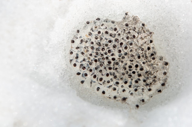 Яйца лягушек в снегу Сохранение амфибий