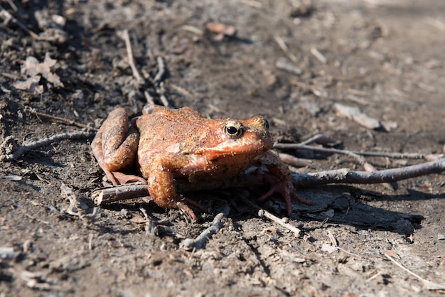 Foto rana nella foresta