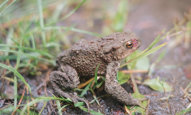 A frog on the ground closeup