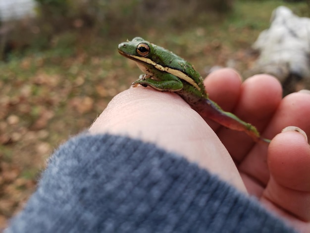 Foto una rana in mano
