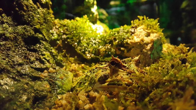 Photo frog hiding in plants