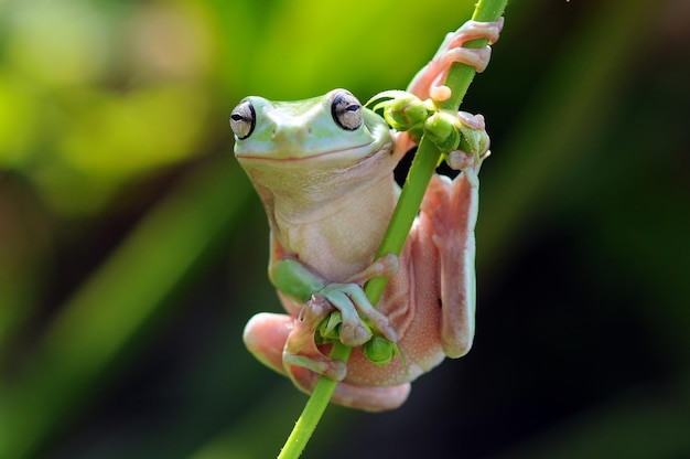 the frog is on the leaf stem