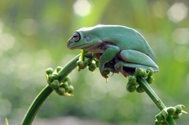 the frog is on the leaf stem