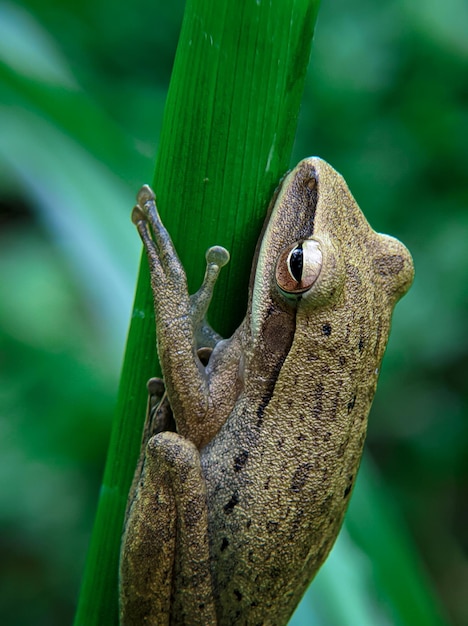 A frog is perched on a plant and has a yellow belly.