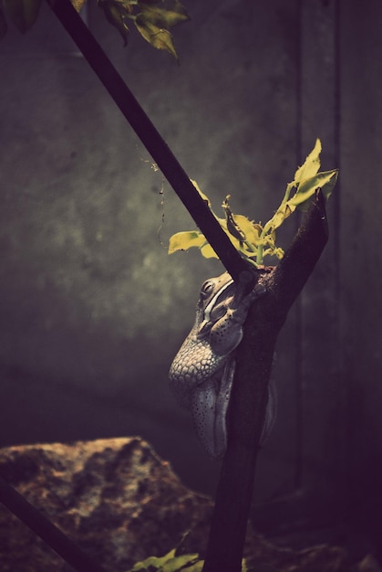 A frog is sleeping on a branch with leaves on it.