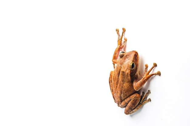 frog isolated on white background