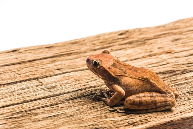 frog isolated on white background