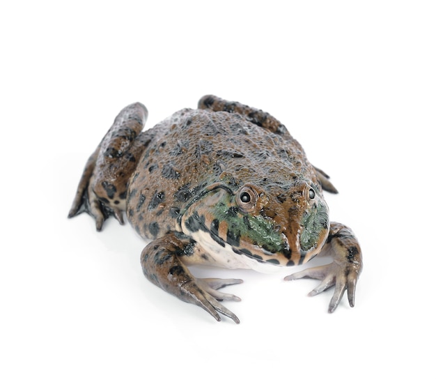 Frog isolated on white