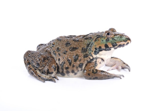 Photo frog isolated on white