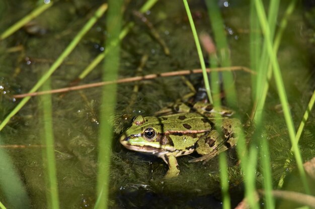 Photo frog in a lake