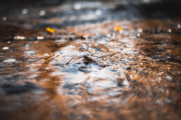 Photo frog in a lake