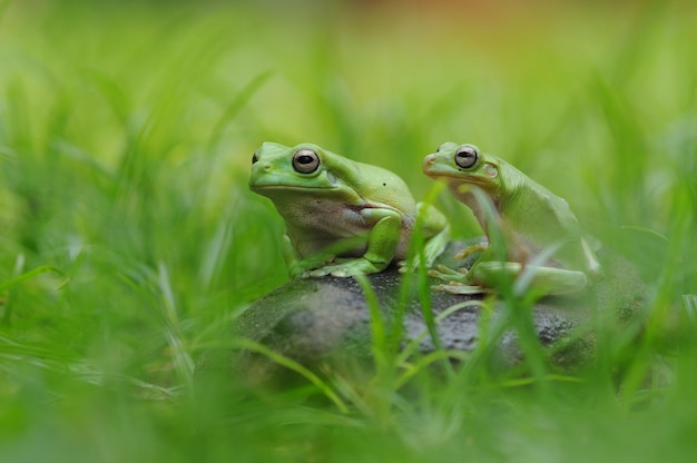 葉のカエル草の中のカエル