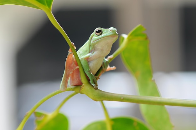 葉のカエル草の中のカエル