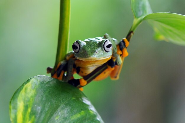 frog on a leaf tree frog flying frog frog on a leaf tree frog flying frog