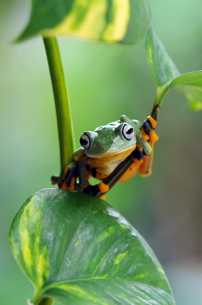Frog on a leaf tree frog flying frog frog on a leaf tree frog\
flying frog
