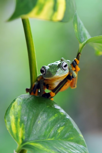 Frog on a leaf tree frog flying frog frog on a leaf tree frog
flying frog