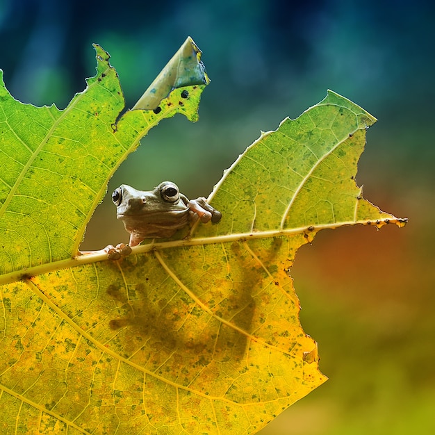 frog on leaf