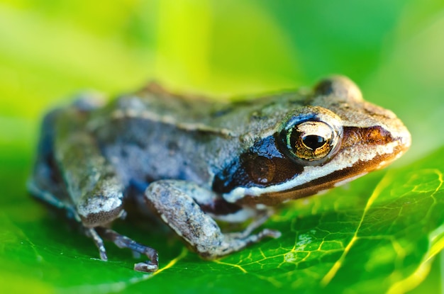 Frog on a leaf