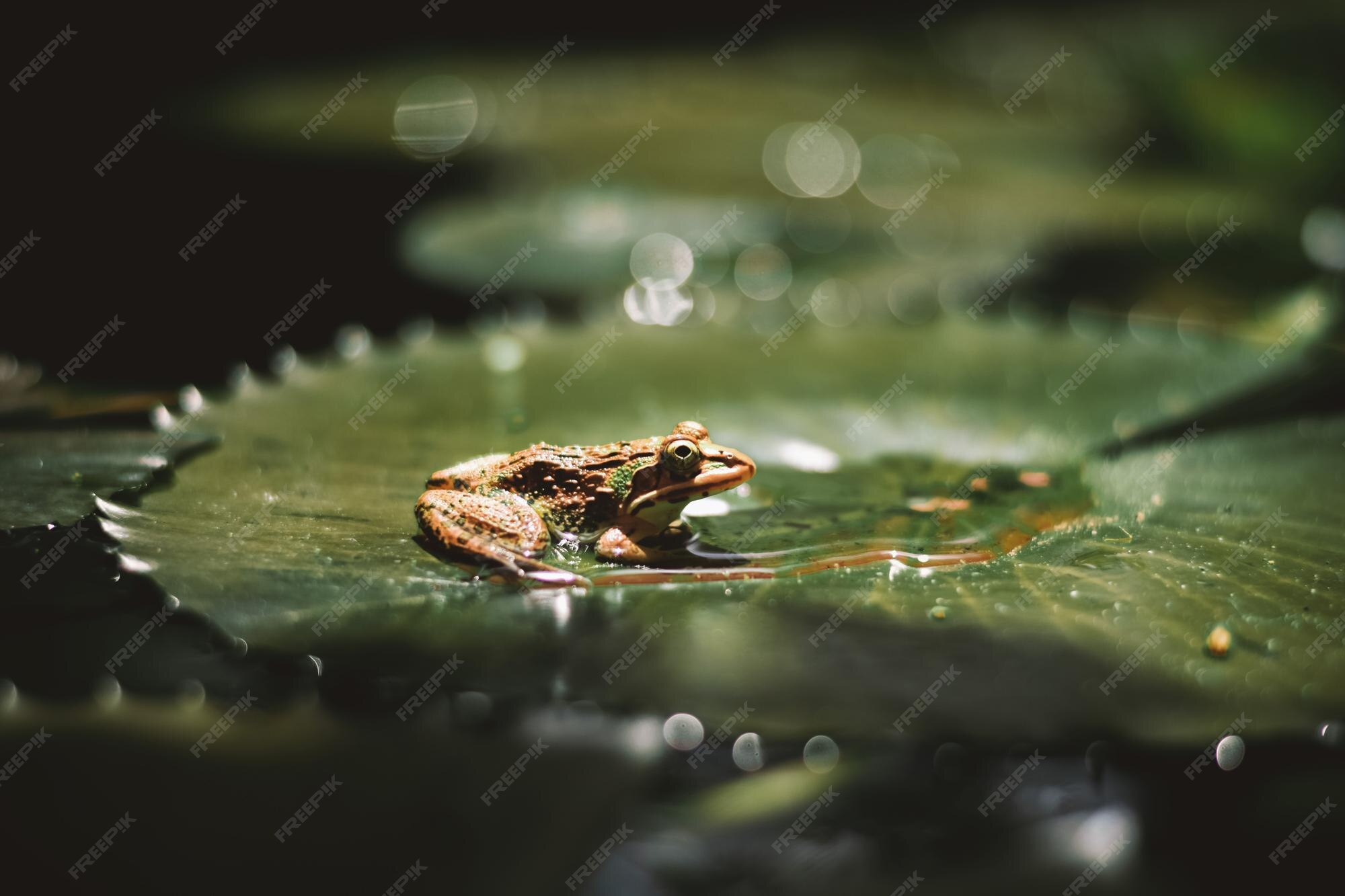 Premium Photo | Frog on a leaf