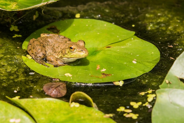 Photo frog on leaves in lake