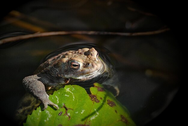 Frog living in Lake Hoehenfeld Cologne Germany