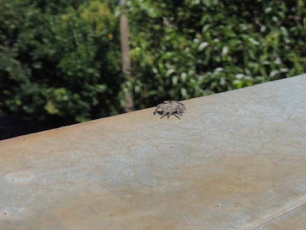 a frog on a metal surface with a leafy background