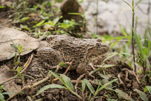 Frog on the nature background