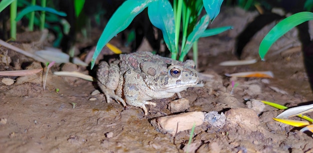 自然の中のカエル夜の沼の緑のアマガエルはカエルのクローズアップ