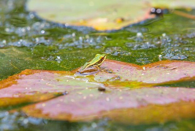 写真 蓮の葉の上のカエル