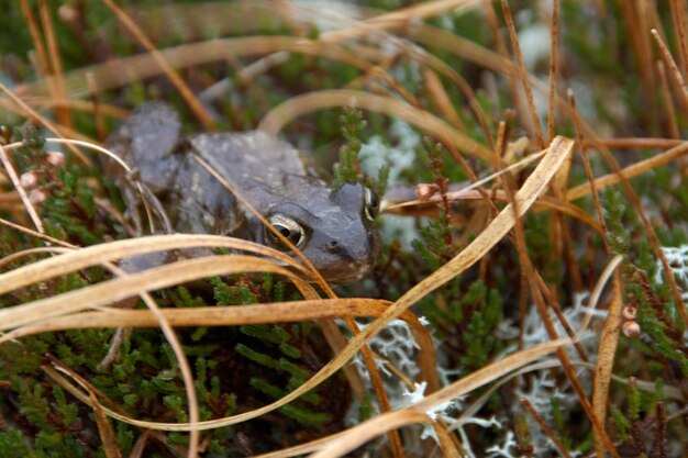 写真 スコットランドの地面のカエル