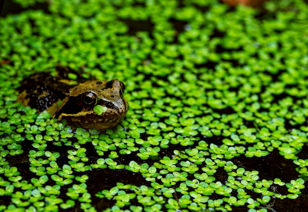 A frog peeking out of pondweed.